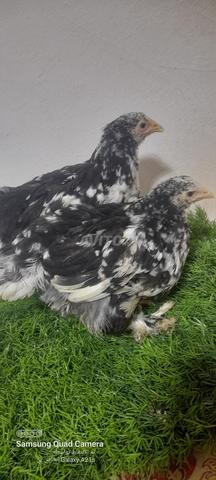 Poussins Brahma Cuty - 2