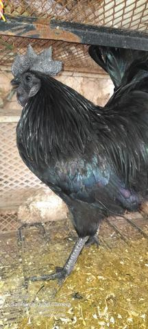 Poulets de quelques jours