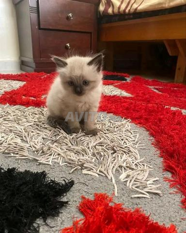 Bébé chaton siamois 1 mois 15 jours - 2