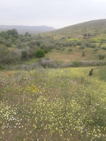 بيع أرض فلاحية - 2