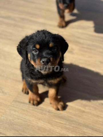 Rottweiler - 2
