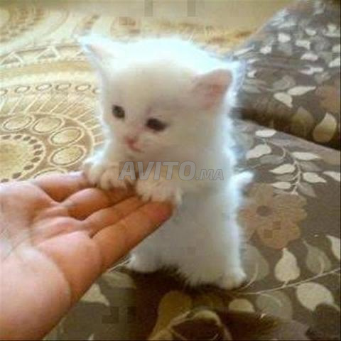 Gris Bleu Russe chaton - 2