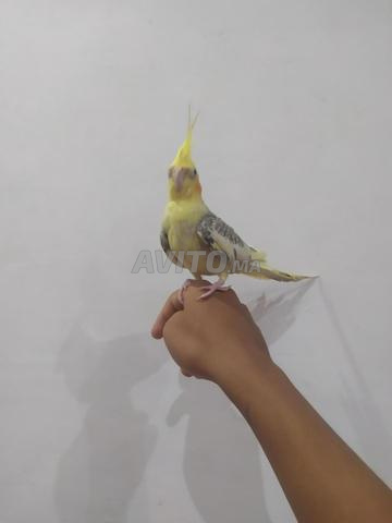 طائر 🐦 كلوبسية بسعر مناسب - 2