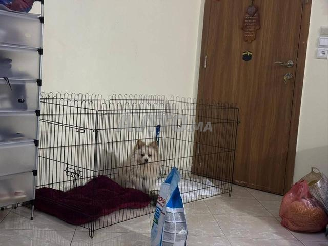 Chien spitz male - 2
