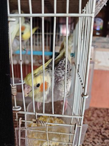 Oiseaux Callopsittes KDAW Callopsittes dressés en excellente santé