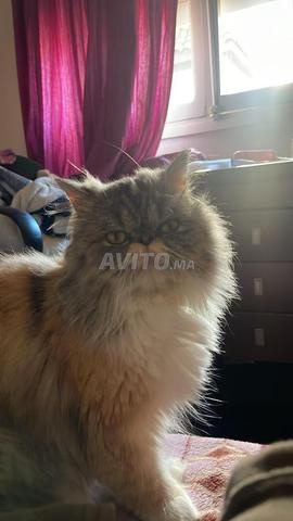 Chatte persane femelle - 2