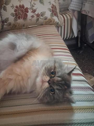 Chatte persane femelle