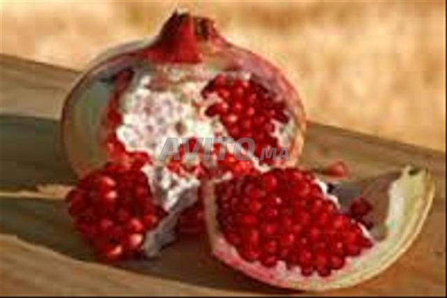 شتلات الرمان، التنين، التين، والزيتون - 2