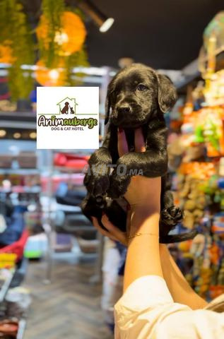 Labrador noir