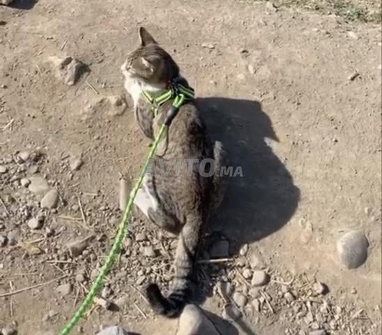 اكسسوارات لقطة/كلب صغير