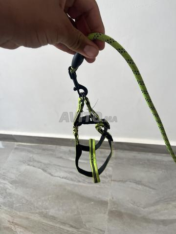 اكسسوارات لقطة/كلب صغير - 2