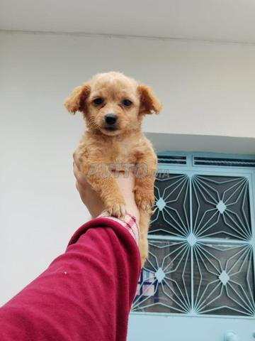 🐶 Chiot Bichon Frisé, excellente santé et look magnifique - 2
