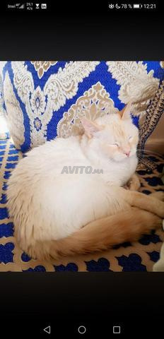 CHAT ADORABLE À ADOPTER - 2