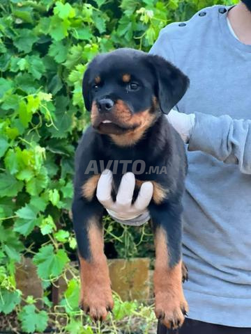 Magnifique Chiot Rottweiler Pedigree - 2