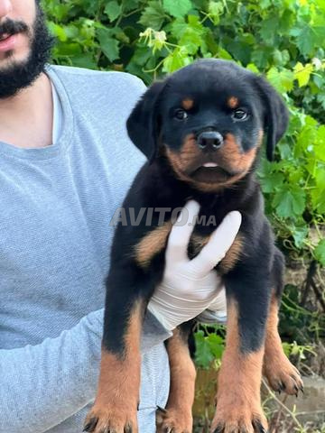 Magnifique Chiot Rottweiler Pedigree