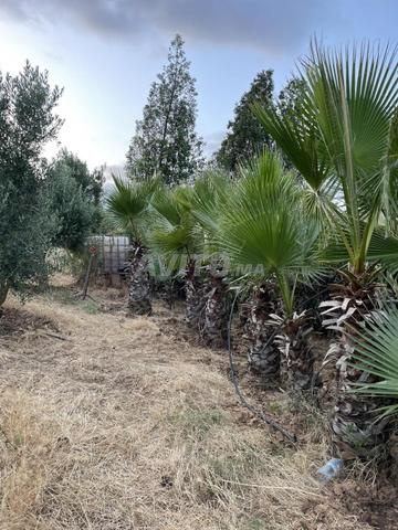 Palmiers et arbres décoratifs - 2