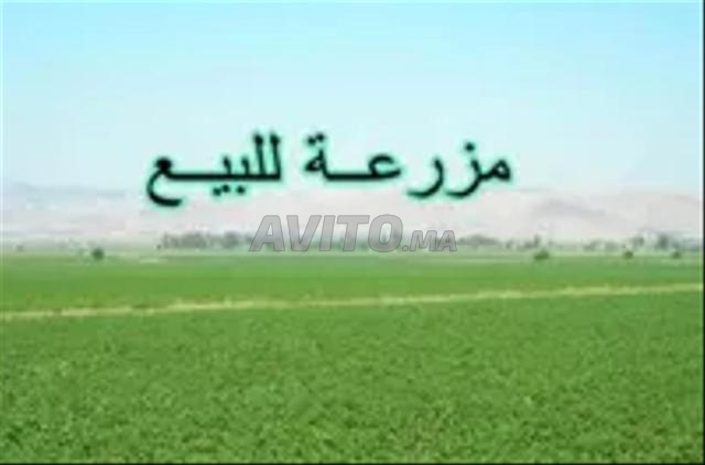 مزرعة 11 هكتار للبيع