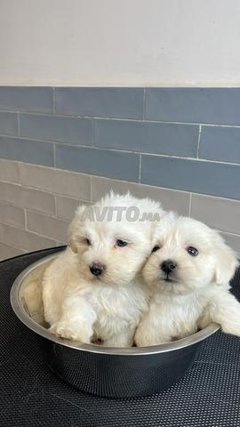 Bichons maltais nains purs - 2