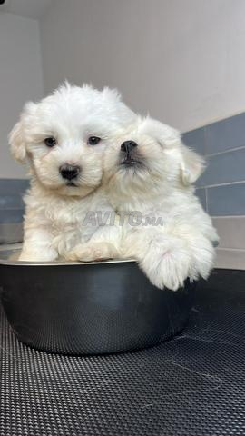 Bichons maltais nains purs