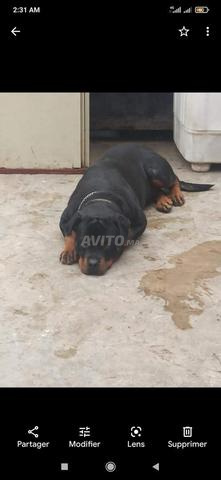 Femelle rottweiler pure race - 2