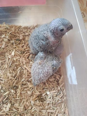bébé molinae opaline - 2