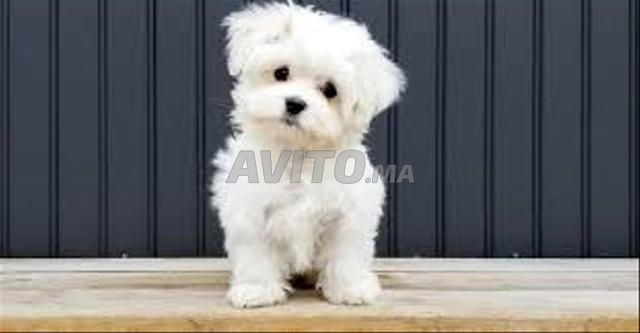 Bichon Maltais