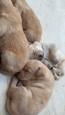 Golden Retriever disponible - 2