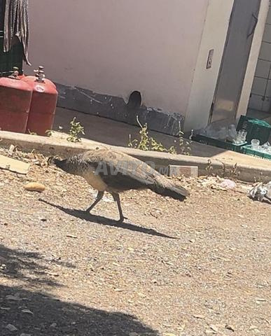 القنيطرة قصبة المهدية - 2