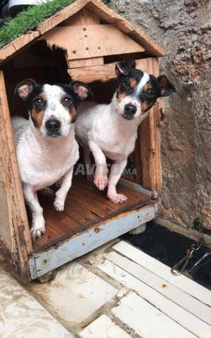 Jack Russell - 2