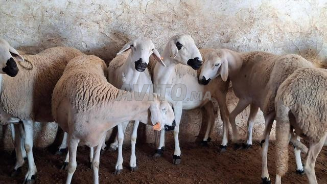Mouton Sardi de bonne qualité à vendre, nuisible