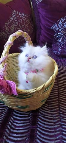 Vente de chats persans - 2