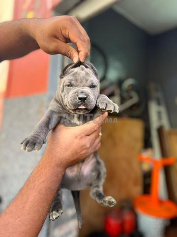 Cane Corso - 2