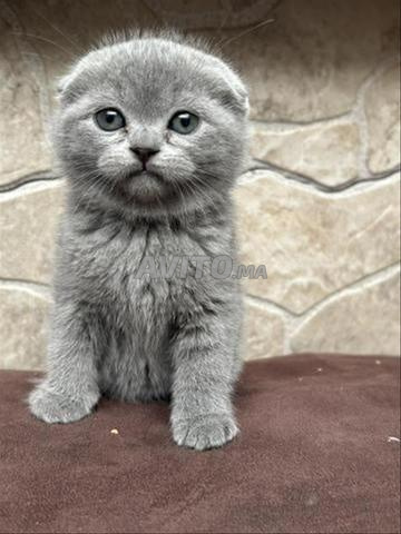 Scottish Fold و Straight و British - 2