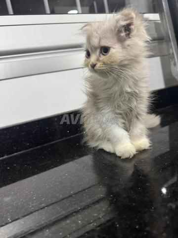 Femelle Scottish Fold Highland lilas et blanc - 2