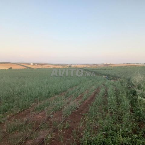 2 hectares titrés entre Meknes et Boufekrane