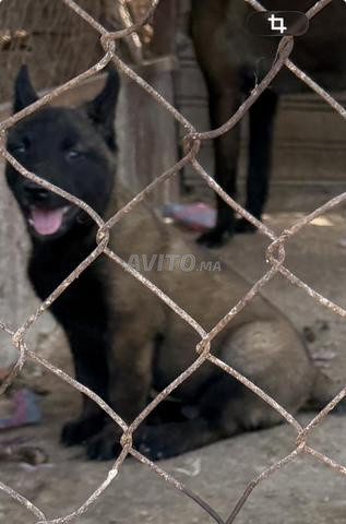 مالينوا بعمر شهرين، فحم - 2