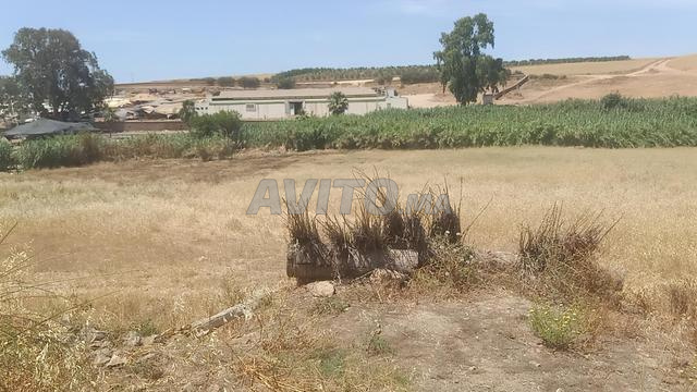 أرض للبيع تيفلت - منطقة حضرية - 2