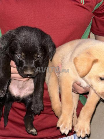 2 chiots labrador - 2