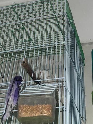 Oiseaux canaris purs élevés pour les intéressés, contactez-moi