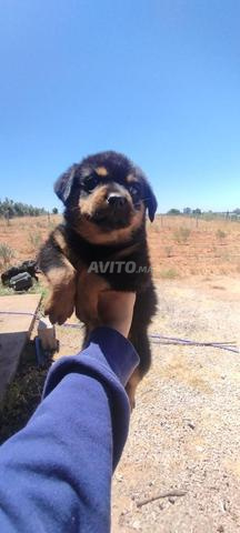 Rottweiler 55 jours - 2