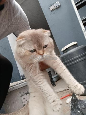 ذكر سكوتش فولد للبيع
