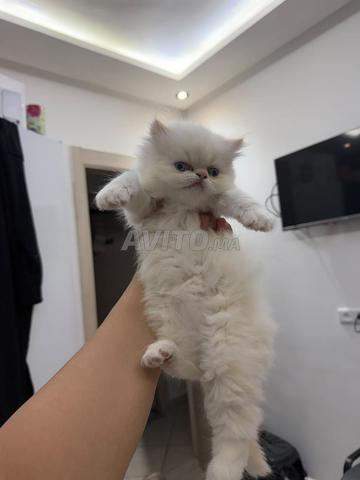 chat Himalaya persan chinchilla yellow royal - 2