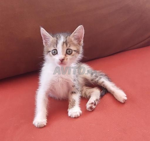 Chaton à adopter Casa - 2