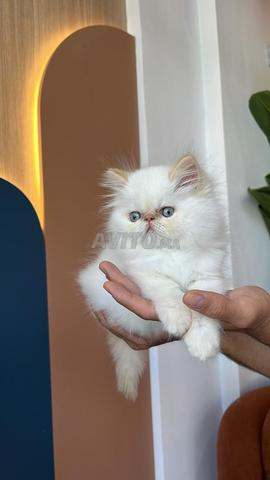 فارسي نقي - 2