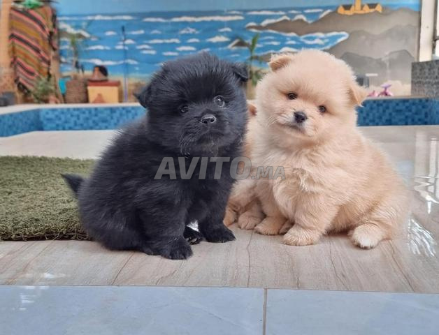 Spitz Pomeranian - 2