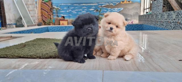 Spitz Pomeranian