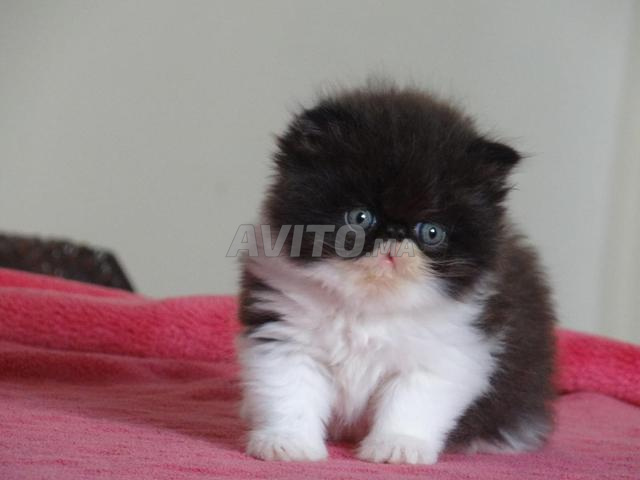 Chat mâle persan - 2