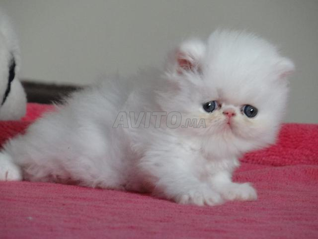 Chatte persane femelle - 2