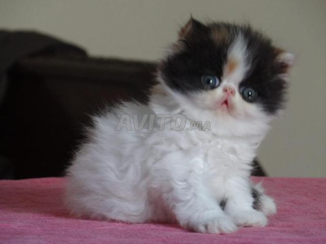 أنثى قطة فارسية - 2