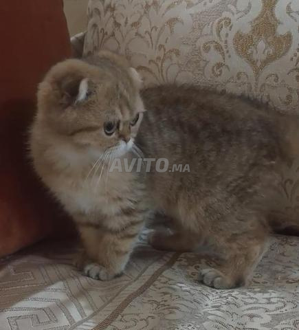 Scottish fold - 2